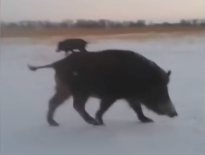 Озверели от глад глигани нападнаха рибари и изядоха улова им ВИДЕО