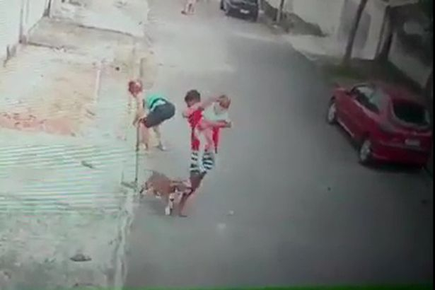 Млад мъж геройски спаси дете от зъбите на разярен питбул ВИДЕО
