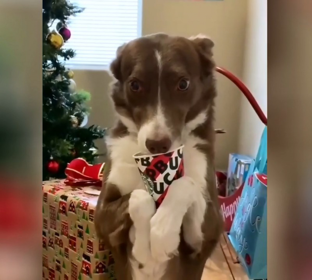 Куче се научи да държи чаша с лапи като човек ВИДЕО
