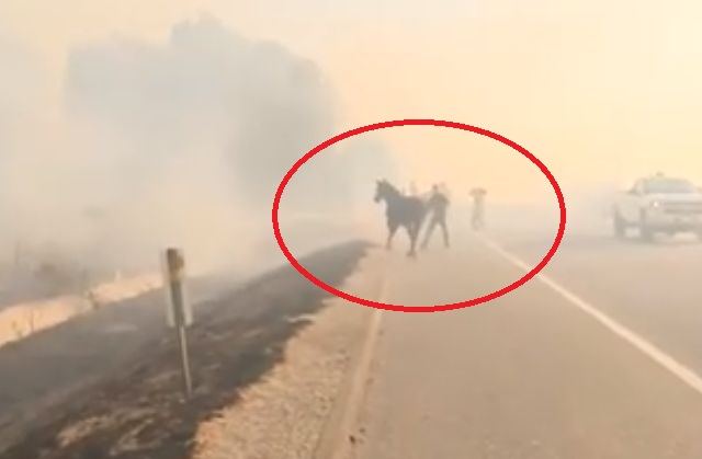 Целият свят плаче заради това ВИДЕО от огнения ад в Австралия