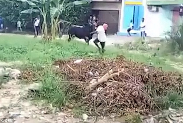 Подивяла крава се нахвърли върху тълпа зяпачи ВИДЕО