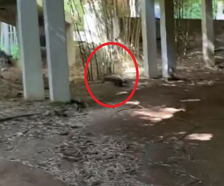 Преслава преживя голям ужас в Тайланд, нападна я... ВИДЕО