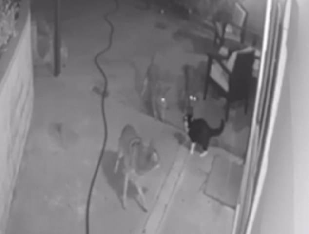 Смела котка преби три койота, за да защити дома си ВИДЕО 