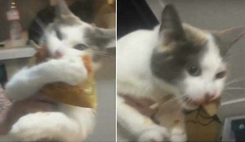 Котка не иска да върне на собственичката откраднато парче пица ВИДЕО