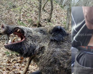 Филм на ужасите в Родопите: Опитен авджия гръмна огромен глиган, но звярът не се предаде и... СНИМКА 18+