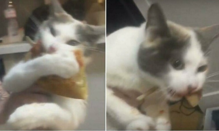 Лоша котка не дава на стопанката си откраднато парче пица ВИДЕО