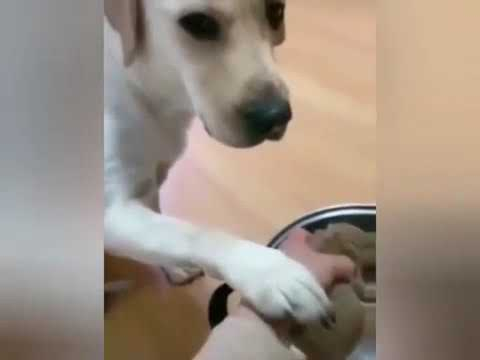 Това куче е истински защитник на семейството ВИДЕО
