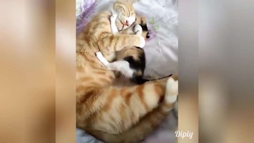 Прегръдките между котка и котенце умилиха мрежата ВИДЕО