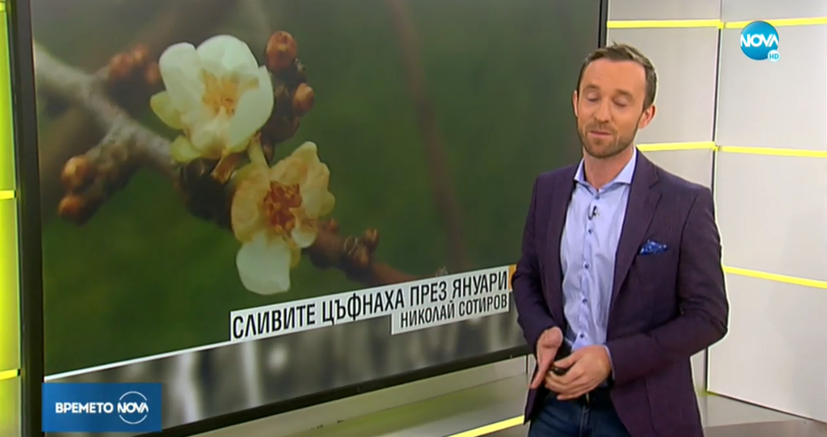 Природата полудя! Насред януари цъфнаха... СНИМКА