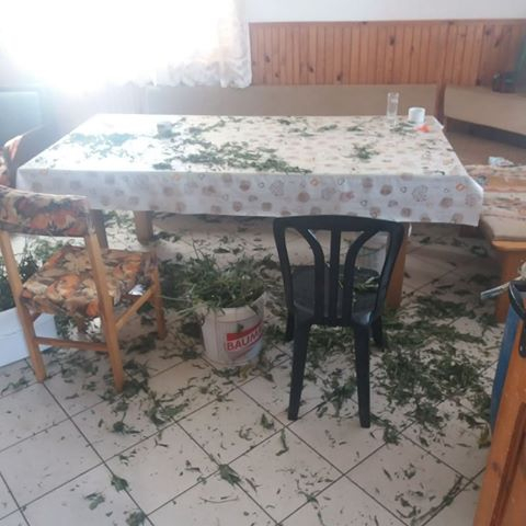 Какво очаква групата на Фараона, Ейпъла и Жабата, хваната с дрога за 150 бона СНИМКИ