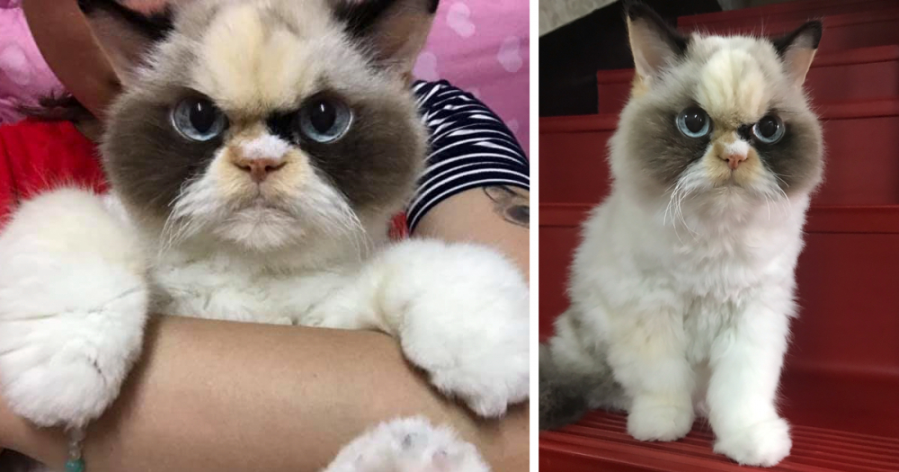 Котка стана звезда в мрежата заради убийствения си поглед СНИМКИ