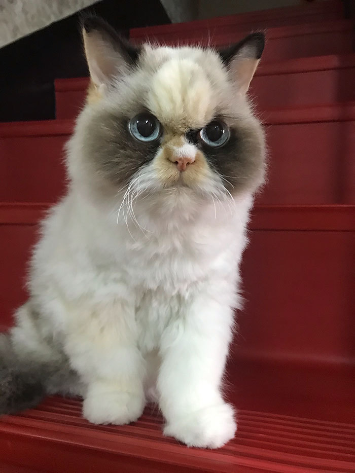 Котка стана звезда в мрежата заради убийствения си поглед СНИМКИ