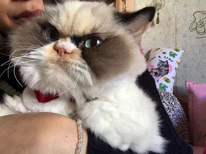 Котка стана звезда в мрежата заради убийствения си поглед СНИМКИ