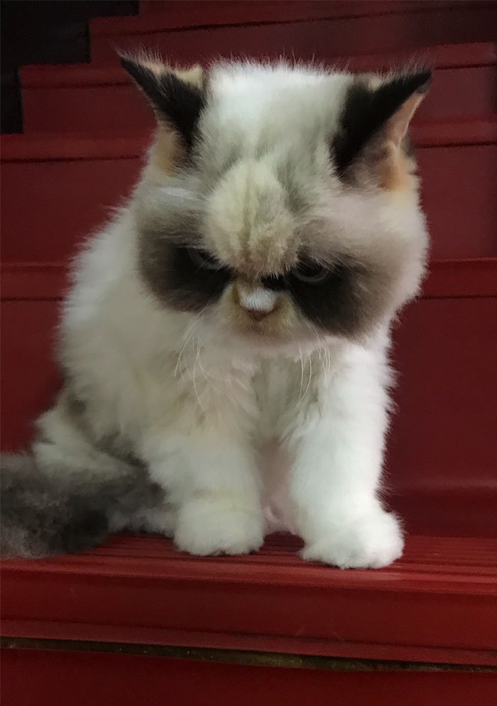 Котка стана звезда в мрежата заради убийствения си поглед СНИМКИ