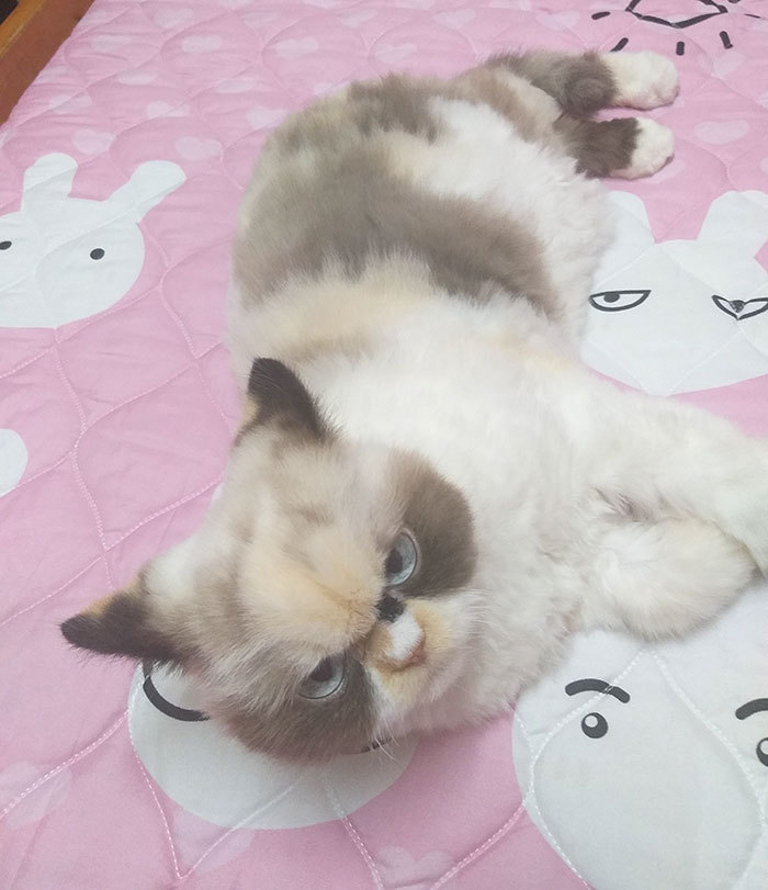 Котка стана звезда в мрежата заради убийствения си поглед СНИМКИ
