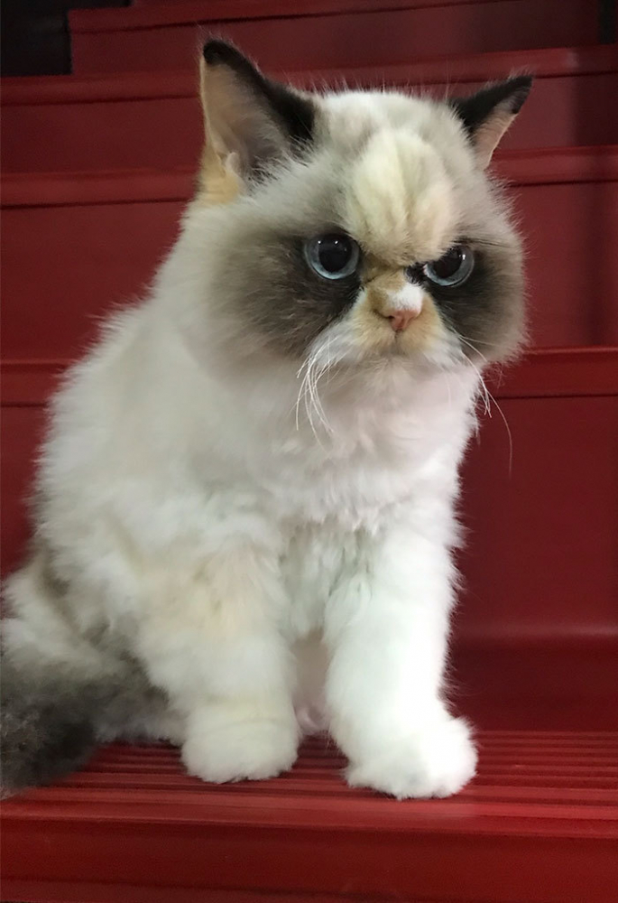 Котка стана звезда в мрежата заради убийствения си поглед СНИМКИ