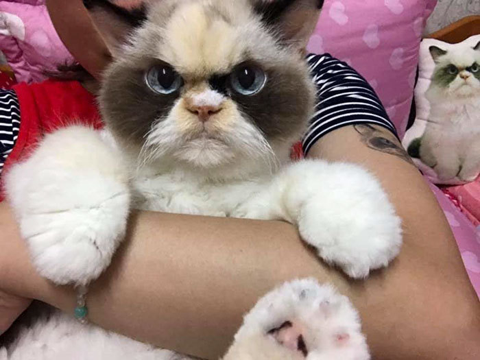Котка стана звезда в мрежата заради убийствения си поглед СНИМКИ