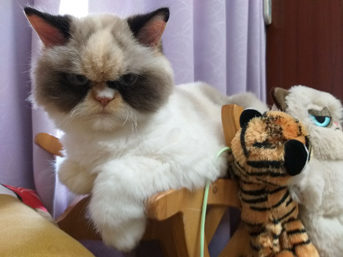 Котка стана звезда в мрежата заради убийствения си поглед СНИМКИ
