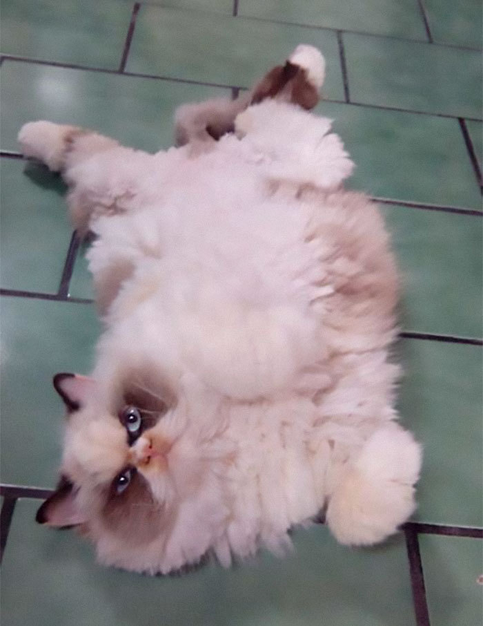 Котка стана звезда в мрежата заради убийствения си поглед СНИМКИ