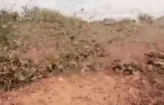 Става страшно! В Сомалия обявиха извънредно положение заради невижданата от 70 г. напаст