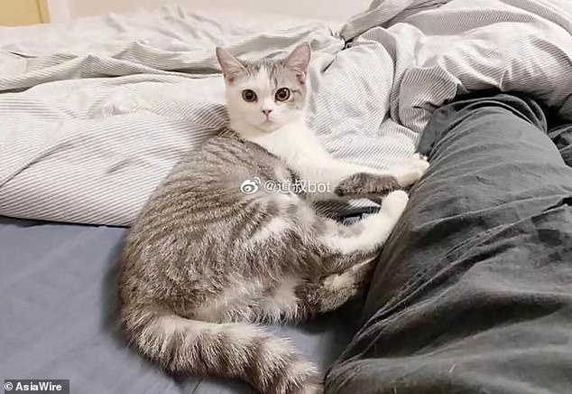 В Ухан заровиха жива котка заради коронавируса, а стопанинът й се оказа здрав
