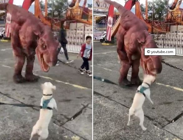 Битката между смело куче и динозавър, който го дразни, беше заснета на ВИДЕО