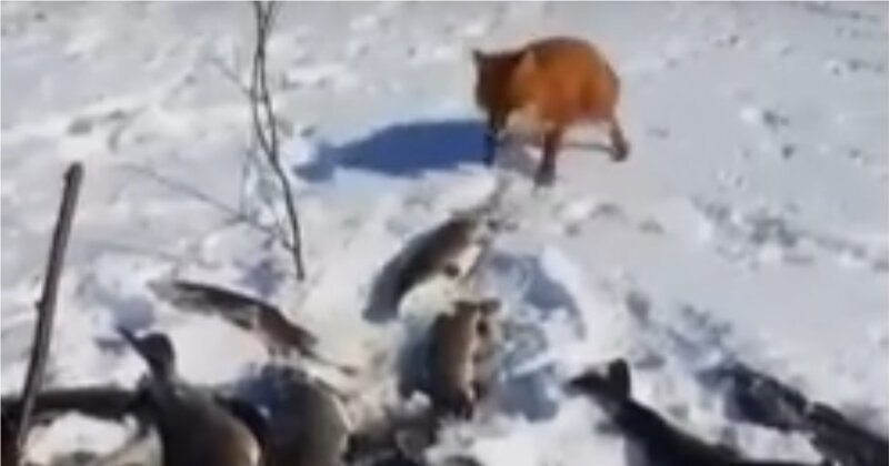 Вижте как нахална лисица открадна част от улова на рибар ВИДЕО