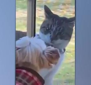 Коте погледна презрително кученце и стана цар на мрежата ВИДЕО 