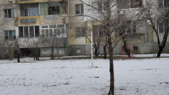 Паника в пловдивски квартал! Опасен звяр стряска деца и родители СНИМКИ