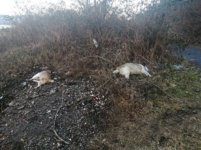 Зловещо: Трупове край Седловина СНИМКИ