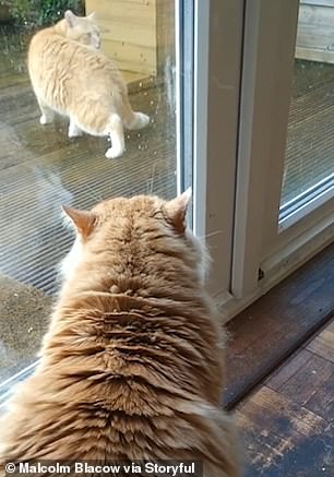 Домашна котка прогони със странни звуци бездомен събрат от дома си ВИДЕО 