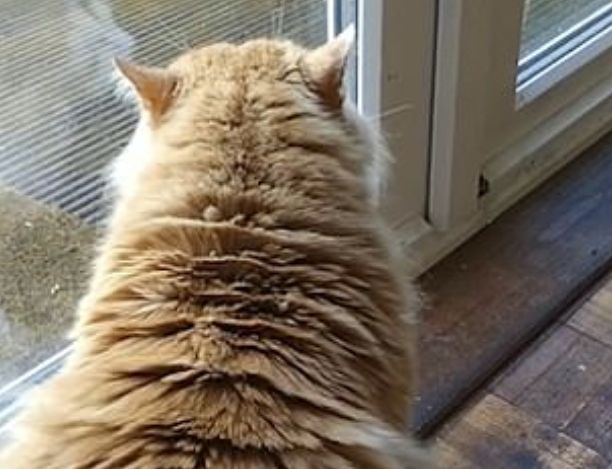 Домашна котка прогони със странни звуци бездомен събрат от дома си ВИДЕО 