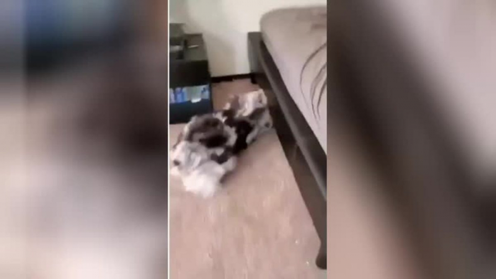 Куче, което обича да играе на криеница, разсмя мрежата ВИДЕО