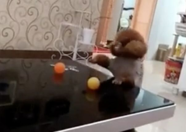 Куче удиви мрежата със своята находчивост ВИДЕО