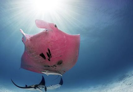 Фотограф засне нещо уникално край Големия бариерен риф СНИМКИ 