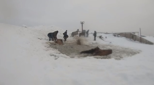 Драматично ВИДЕО: Коне пропаднаха в ледена река, а после... 