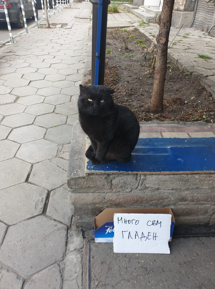 Стопанин на сладко коте в София намери нестандартен начин да изкара пари СНИМКА 
