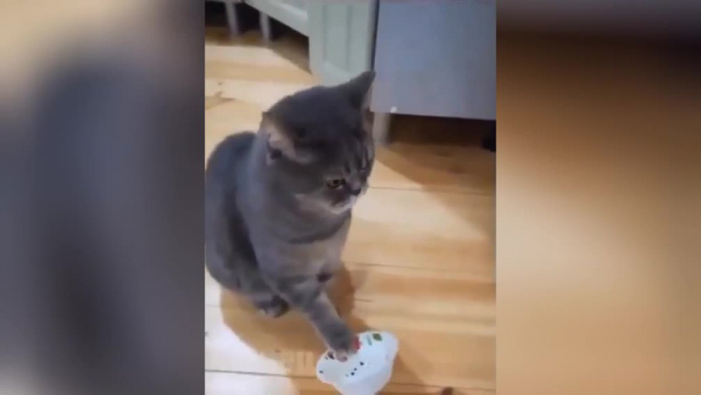 Вижте как котка устрои шумен бунт на стопаните си в 4 часа сутринта ВИДЕО