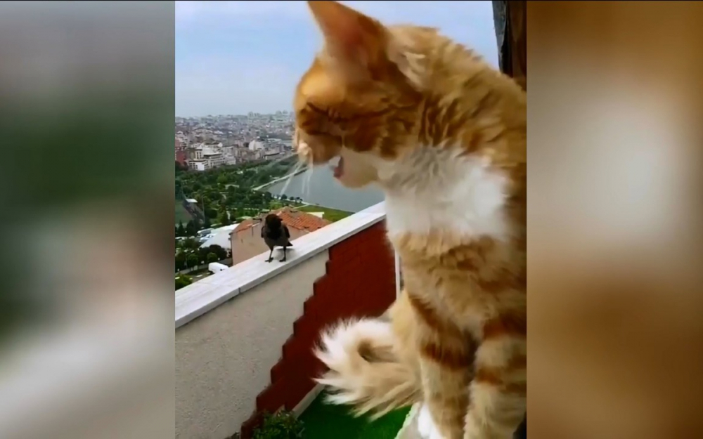 Забавно: ВИДЕО запечата разговора между котарак и врана