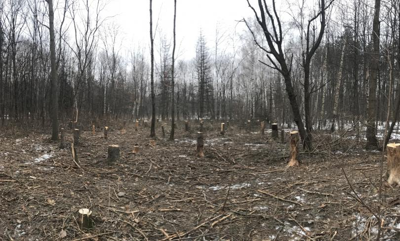 Зловеща гледка в опустелия заради карантината Западен парк ВИДЕО