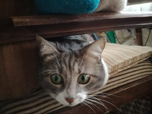 Дава ли ми знак котката, която вече не иска да излиза навън?