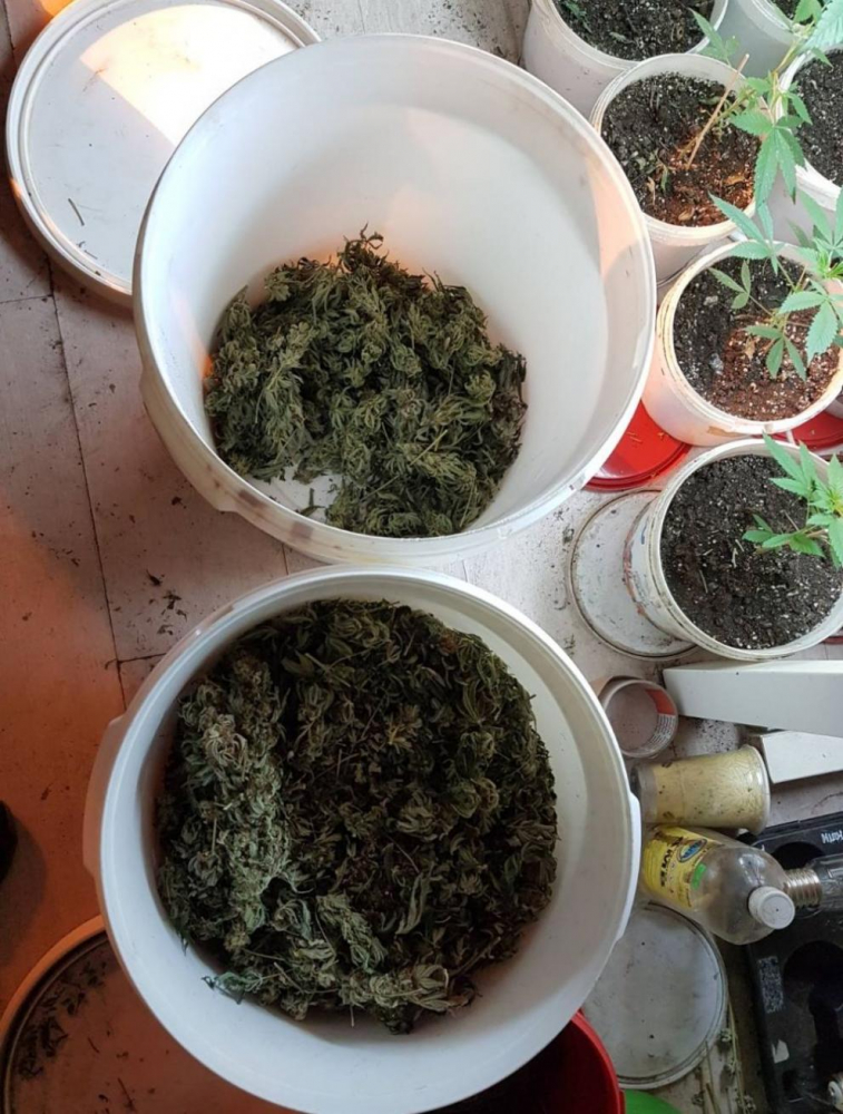 В столицата намериха домашна оранжерия за марихуана СНИМКИ 