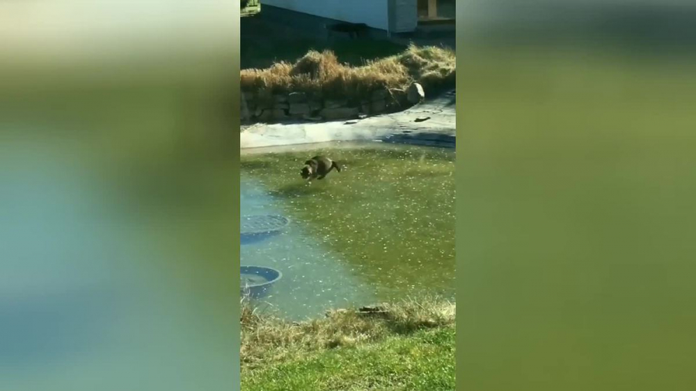 ВИДЕО запечата как котка смешно преследва риба