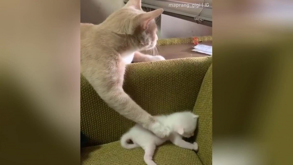 Натоварена със задачи майка котка развесели мрежата с грижите си ВИДЕО
