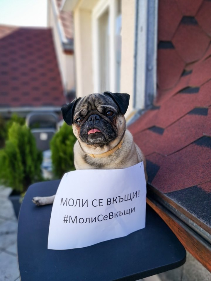 Домашни любимци се включват в призива #МолиСеВкъщи