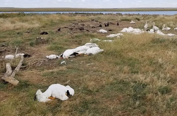 Какво се случва!? В цяла Европа от небето падат мъртви птици СНИМКИ