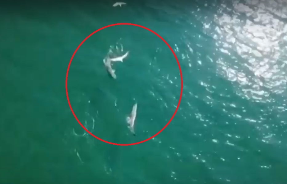 Страхотно ВИДЕО от къмпинг „Силистар“! Във водите видяха...