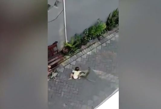 Отвличане на дете от маймуна бе запечатано на ВИДЕО