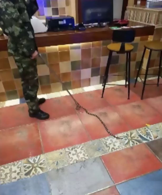 Изнасилвач заплаши жена с отровна змия и умря в страшни мъки ВИДЕО