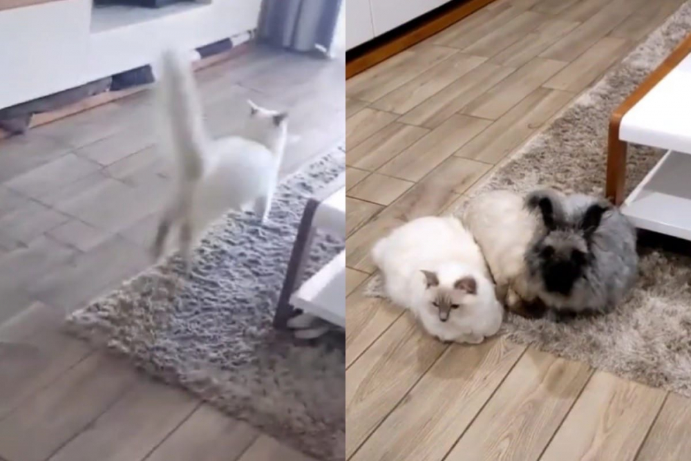 Котка, която е отраснала с домашни зайци, разсмя интернет ВИДЕО